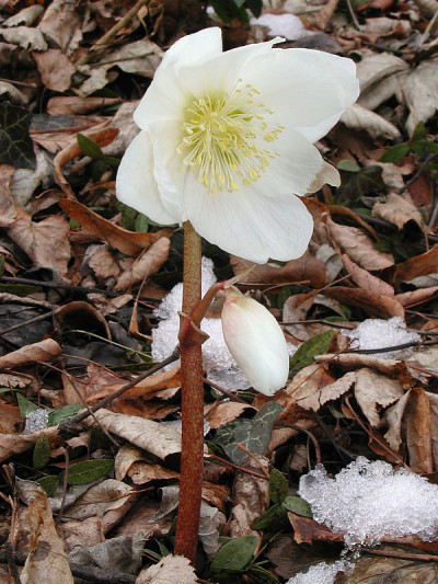 Helleborus尼日尔