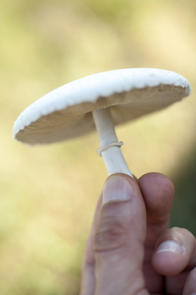 有毒的蘑菇