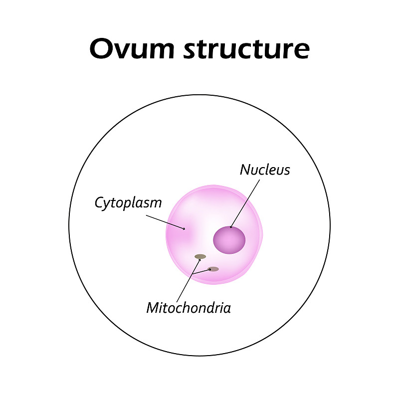 卵细胞的结构信息图。矢量图
