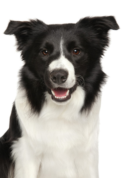 边境牧羊犬的肖像