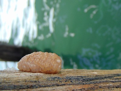 苹果蜗牛卵