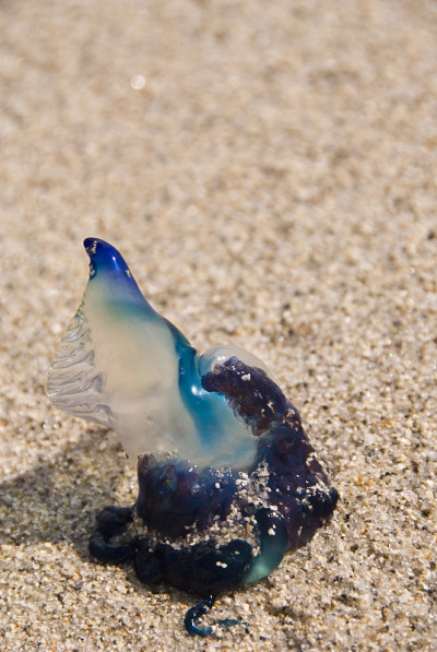 海滩上的葡萄牙人
