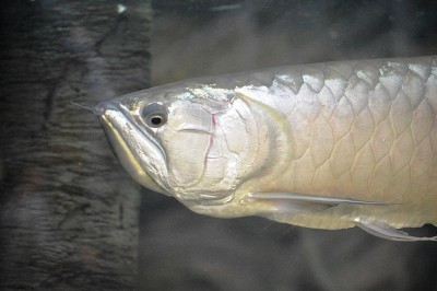 水族馆鱼类