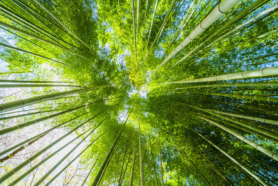 日本的竹林
