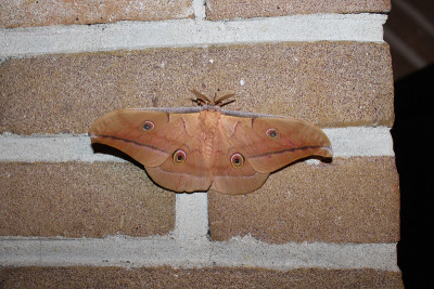 antheraea pernyi silkmoth