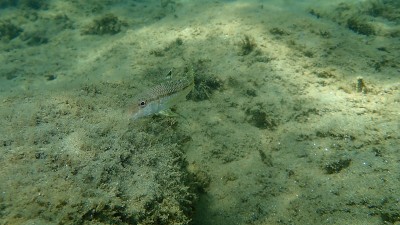 在爱琴海海底有条纹的红鲻鱼或鲻鱼(Mullus surmuletus