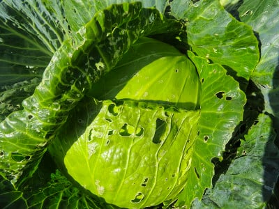 在菜园中生长的西兰花。西兰花卷心菜