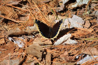 Nymphalis antiopa