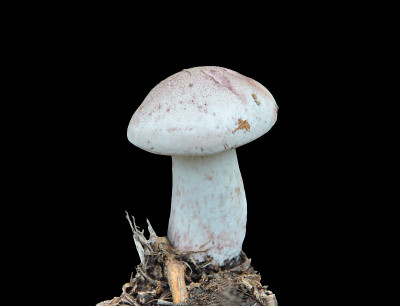 食用菌(红菇)