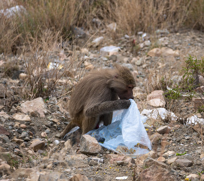 沙特阿拉伯塔伊夫地区阿尔哈达山脉上的狒狒