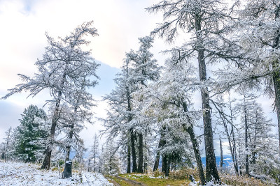 山口的雪