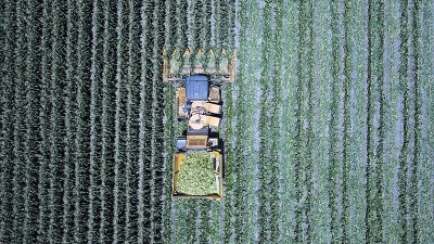 玉米收获机在大片甜玉米棒子。