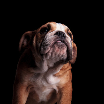 可爱的英国斗牛犬的近距离观察