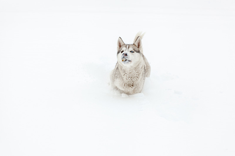 幼犬西伯利亚哈士奇品种在大雪后玩耍