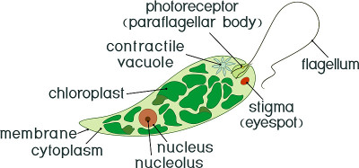 眼虫的图。具有标题的绿绿Euglena viridis的结构