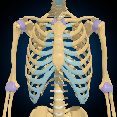 关节囊解剖的医学概念3D