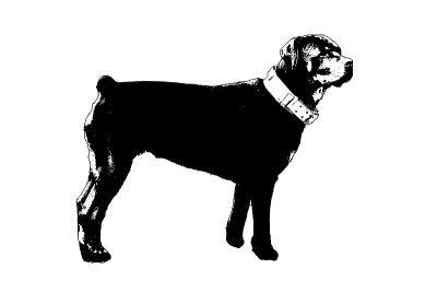 一只雌性罗特韦尔犬的全身画像。这只狗戴着一个宽大的项圈。黑白剪影的宠物。侧视图。矢量图