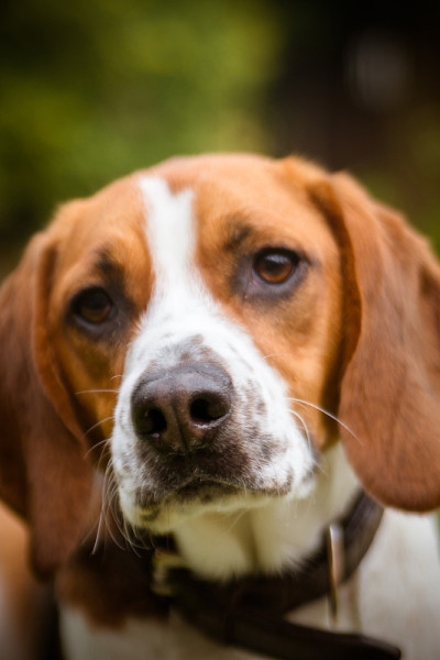 单身的比格犬躺下