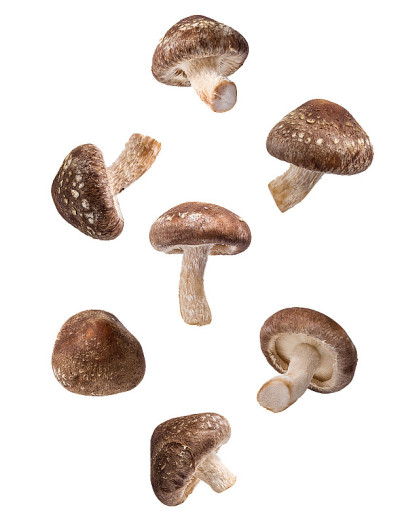 香菇孤立于白色蘑菇上