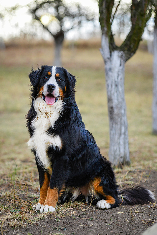 伯尔尼兹山犬