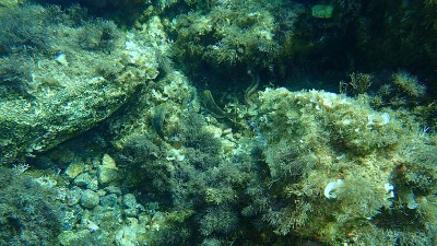 地中海鹦嘴鱼