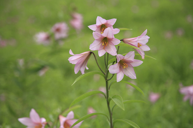 贝克的花