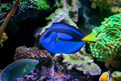 家珊瑚礁水族馆的肝副棘thurus, Blue tang。有选择性的重点。