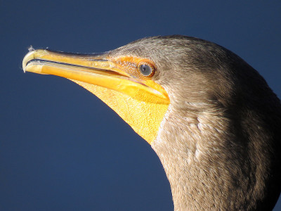 双冠鸬鹚(Phalacrocorax auritus)