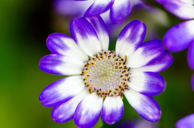灰花(Senecio Cruentus)