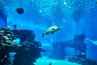 红海水族馆里的异域鱼，在珊瑚之间游泳