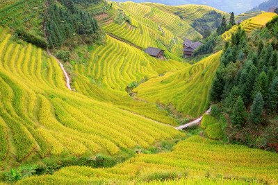 隆基水稻梯田