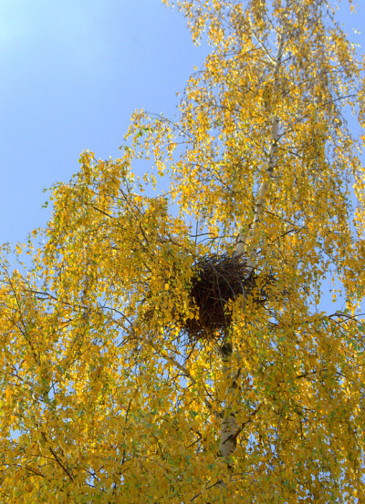 加扎的黑巢在黄叶的桦树上