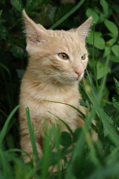 草地上的小猫