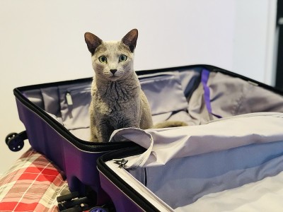 手提箱里的猫