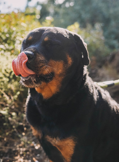 美国线的罗特韦尔犬