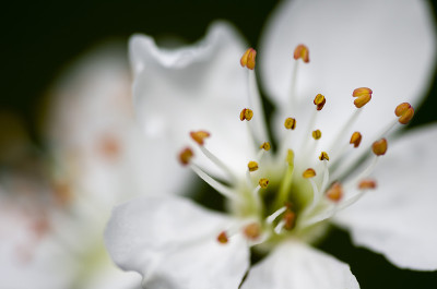 青梅花，梅花