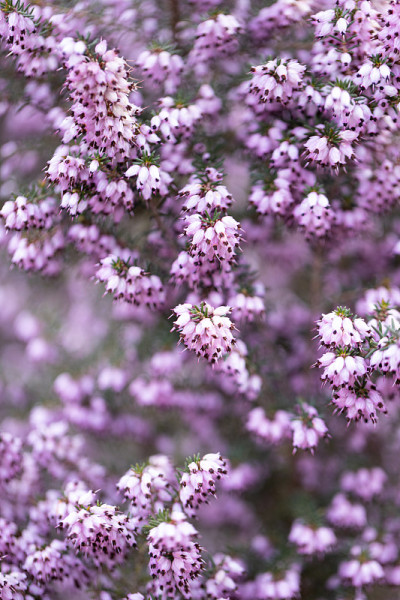 花选择