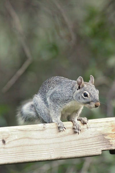 亚利桑那灰松鼠(Sciurus Arizona)
