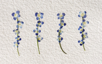 干花