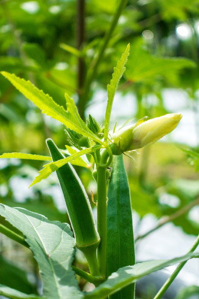 树上长着花朵和绿色的秋葵