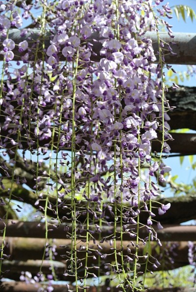 日本春紫藤花