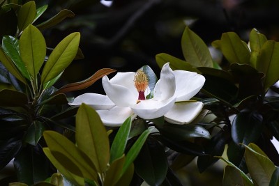 广玉兰花