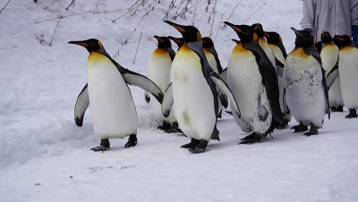 企鹅雪走