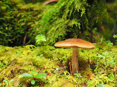 苔藓森林里的蘑菇