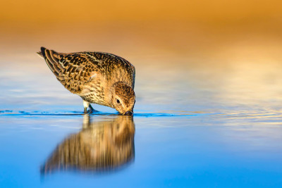 水鸟和五彩缤纷的大自然背景。常见的水鸟:鹬。Calidris ferruginea。