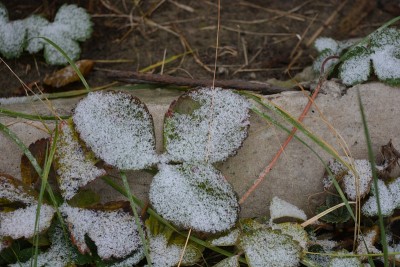 12月，绿黄色叶子的草莓树丛上覆盖着白色的小雪。