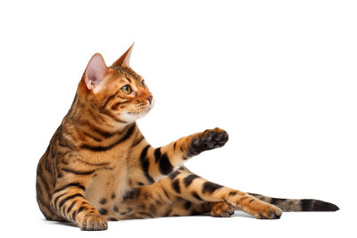 孟加拉猫躺在白色和提高爪子