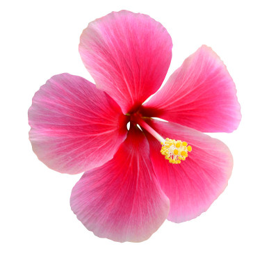 芙蓉