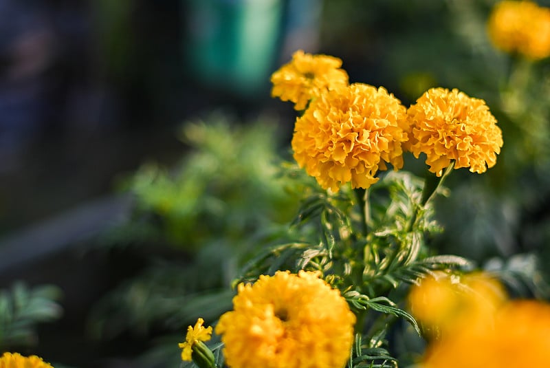 花园里美丽的万寿菊(万寿菊、墨西哥万寿菊、阿兹特克万寿菊或非洲万寿菊)。