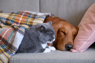 金毛猎犬和猫睡在一起